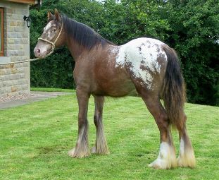 Click for larger image